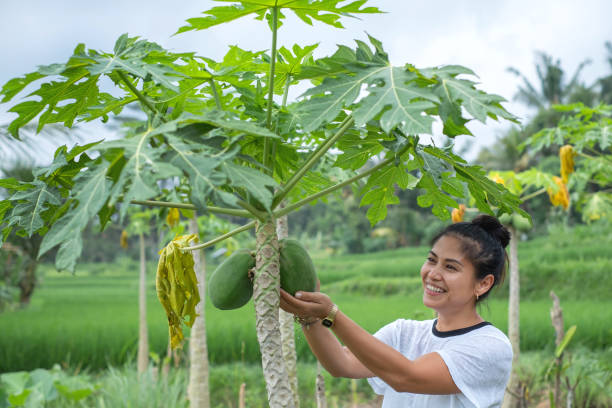 Manfaat Daun Pepaya untuk Kesehatan Penelitian Terbaru Mengungkapkan Keajaiban Alam